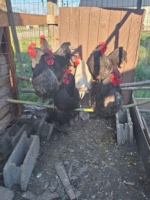 Cocosi australorp