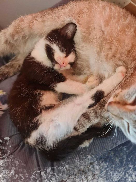 Давам черно-бяло котенце в добри ръце.