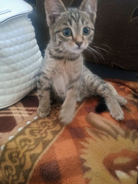 Отдам котенка в добрые руки
