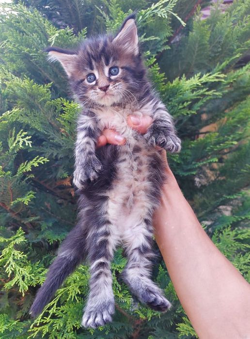 В рассрочку Котята Мейн-кун элитные