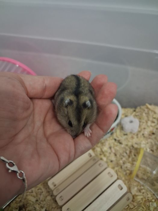 Donez pui de hamsteri