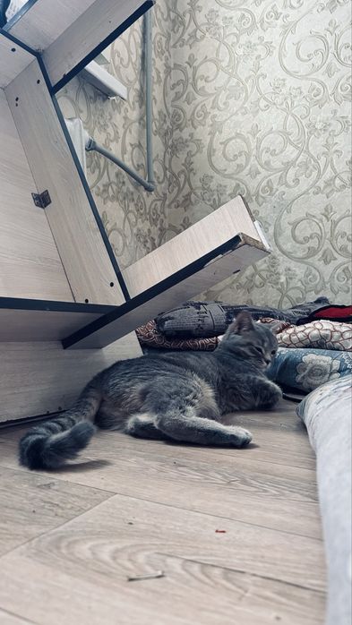 Породный мысық өте ақылды