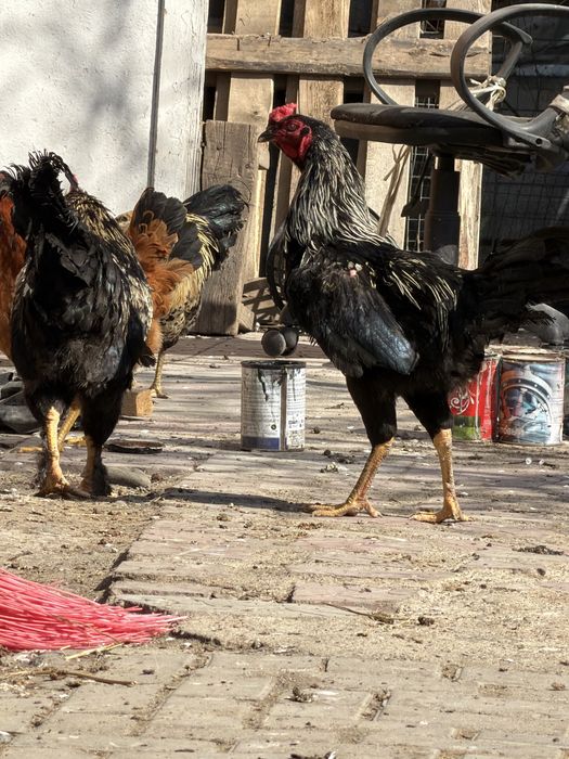 Продам петушков молодые