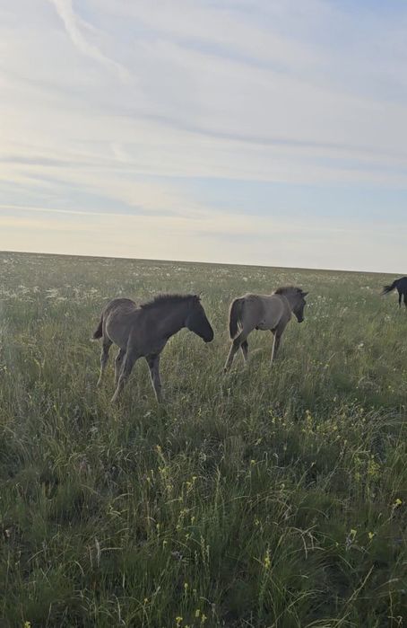 Кула башкир айгыр сатылады!