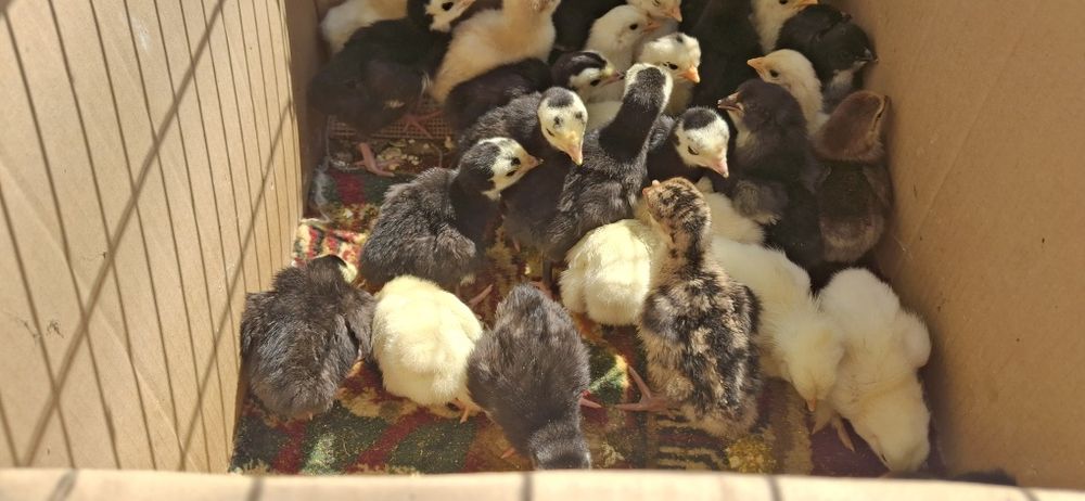 Kurka, tovuq jojalari bor domashniy sotiladi