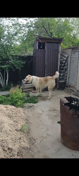 Собака породы Алабай