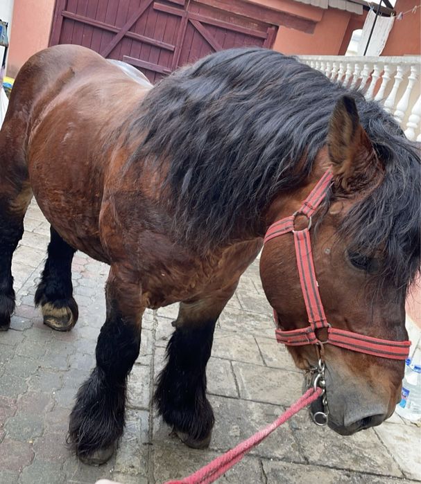 Armăsar ardenez de montă