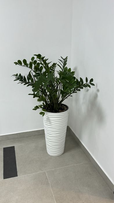 Комнатные растения для дома и офиса!