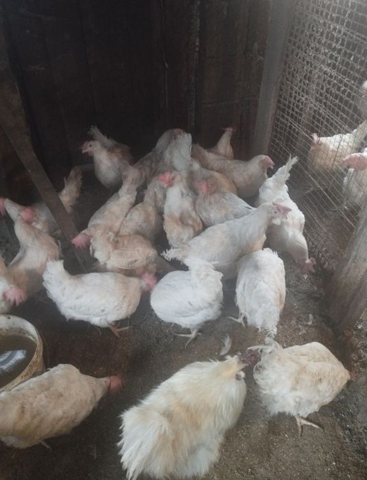 Несушка курица белая