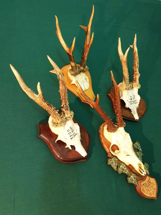 Set de patru panoplii cu trofee de caprior ( cerb,lopatar,mistret )_42