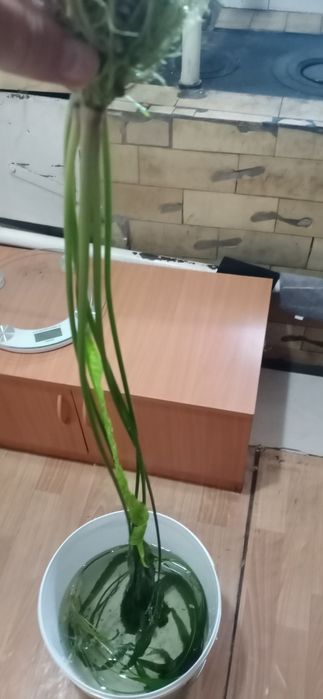 Продаю криптокарину