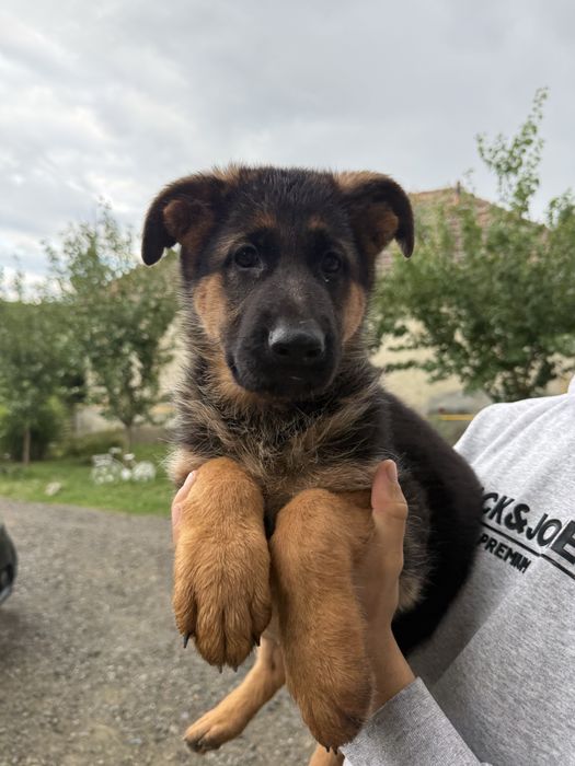 Pui ciobanesc german cu pedigree