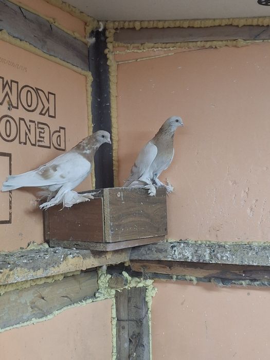 Продам голубей игра гребля тяга