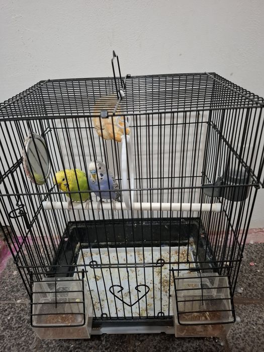 1 para papugay sotuvda ini bn bervoraman sayrashi zur