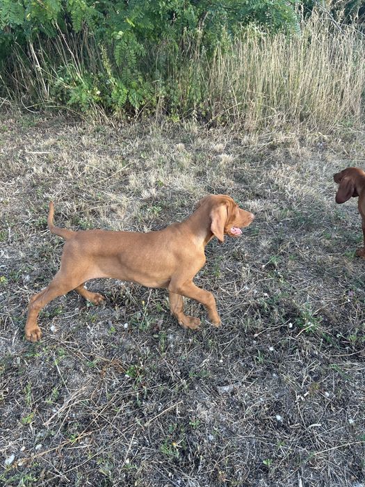 catei  vizsla maghiara
