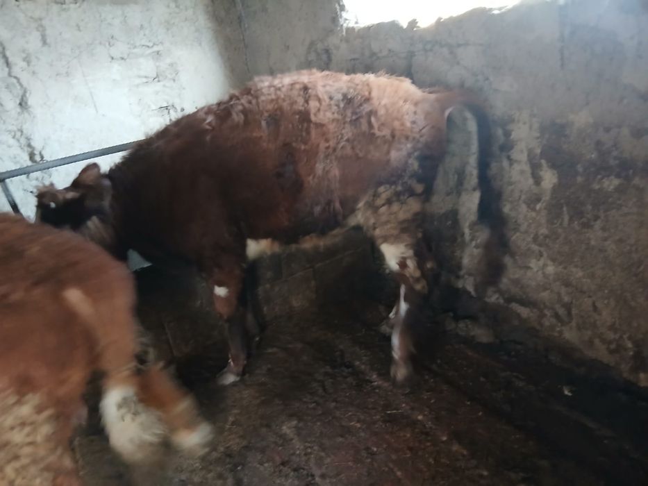 Продам хорошую тёлку жирную