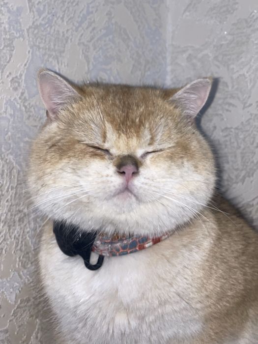 Vyazkaga britanskaya zalataya shinshilla, oltin rangli mushuk