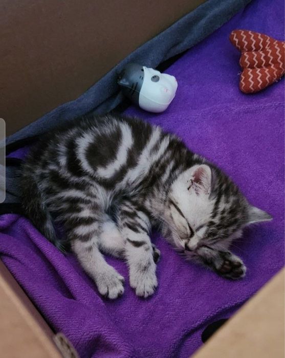 Котенок шотландский