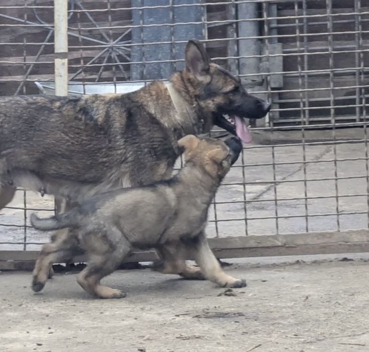 Щенки рабочие овчарки