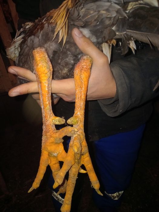 Продам да кана 1.5 года