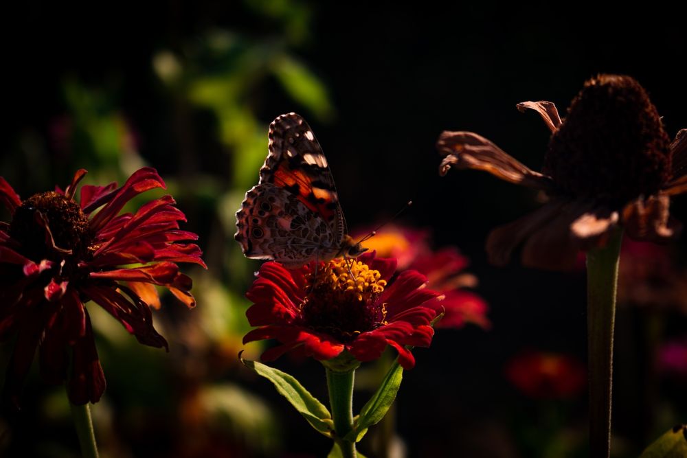 Фотограф на събития и лични фотосесии