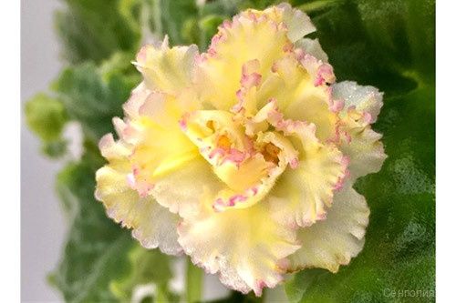 Продаются взрослые цветущие фиалки , а также детки