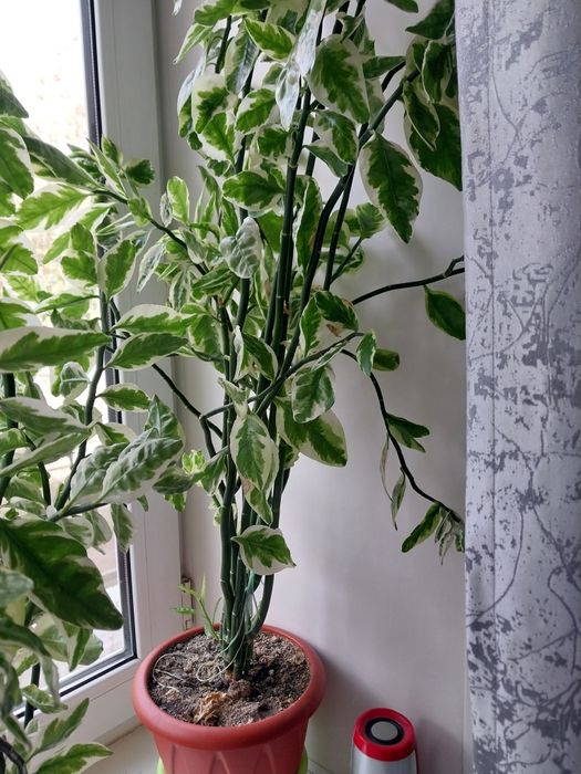 Продам цветы комнатные.