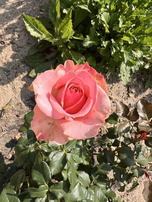 Продается ухоженная дача