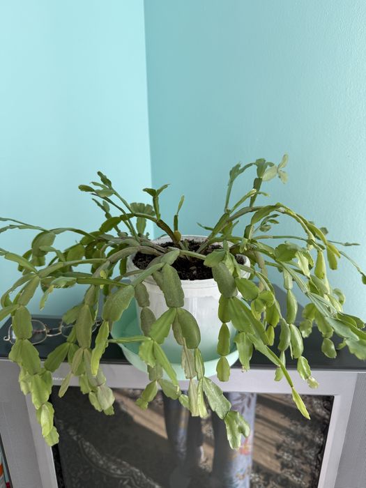 Алое вера лечебное, декабристка