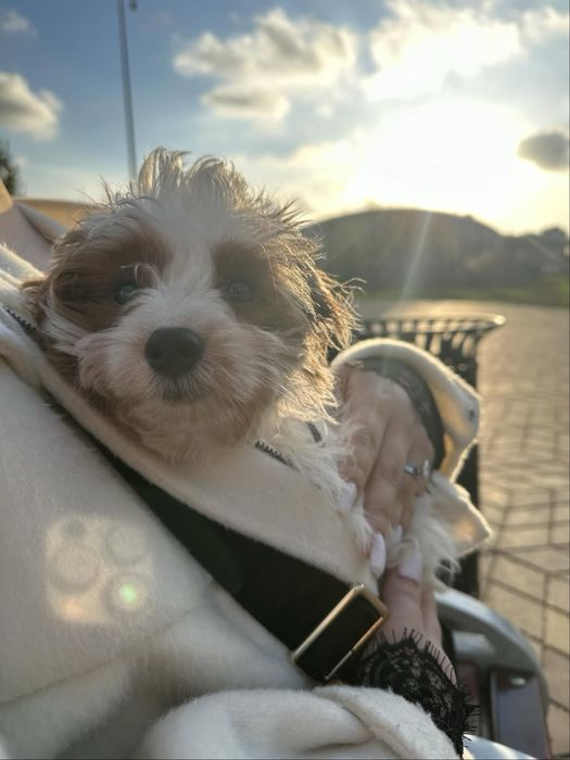 Мальтипу Ф1 3 мес