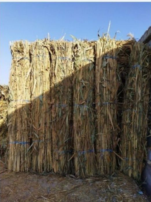 Somon mayda Qamich lombozga