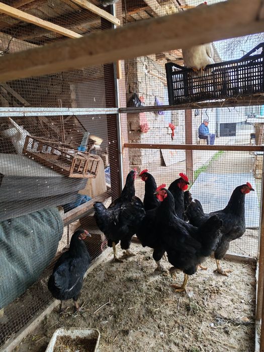 Xoroz şotland qora shag'zoda zotliy xoroz