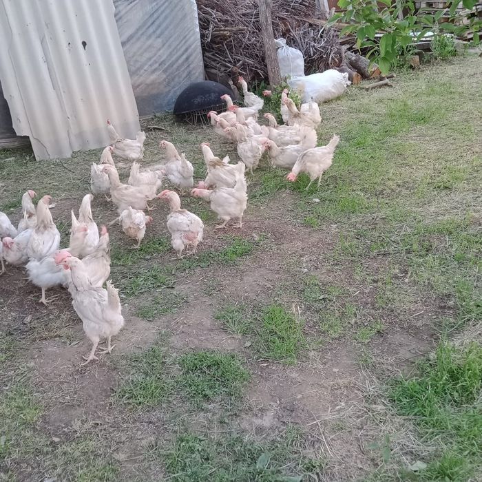 Тауктар тукымдап тур