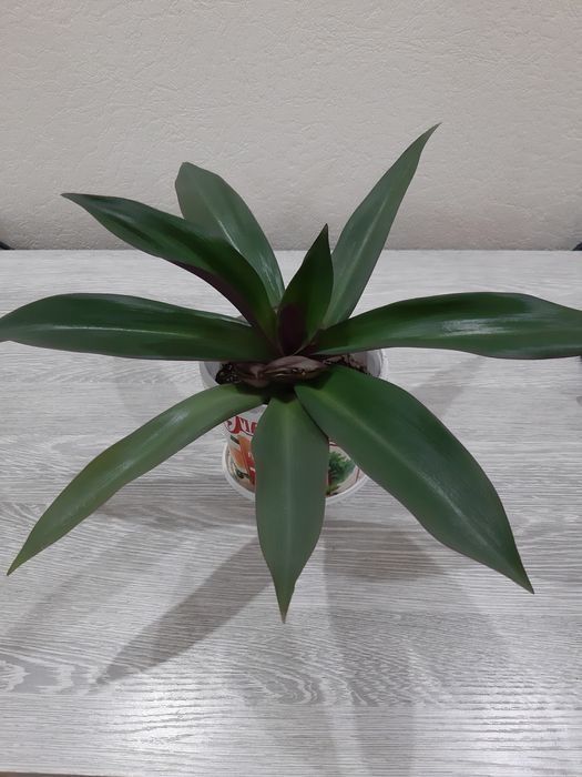 Комнатные цветы по 1500 тг