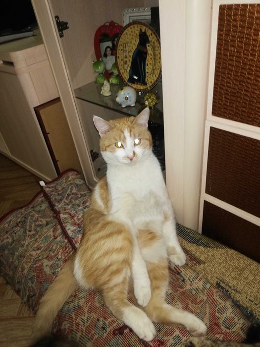 Потерялся кот Рыжик