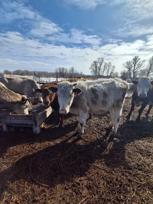 Продам телку, крупная