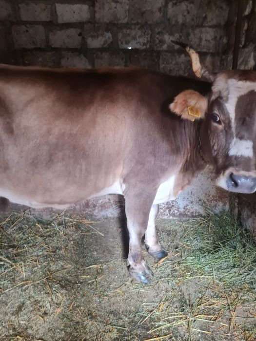 Vaca grasa de vânzare