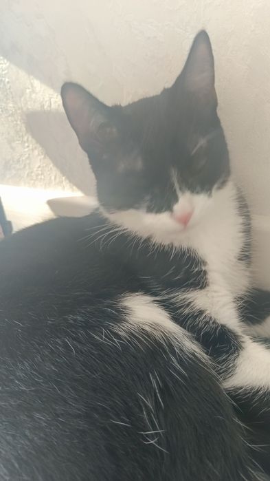 Кошка приучена к лотку