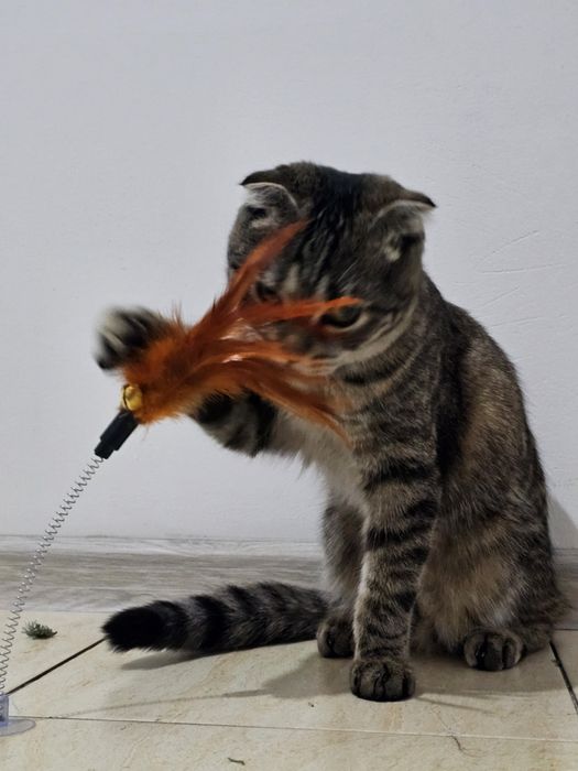 Шотландская вислоухая кошка