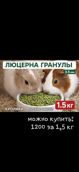 морские свинки две сестрички + пакет сена в подарок за каждую