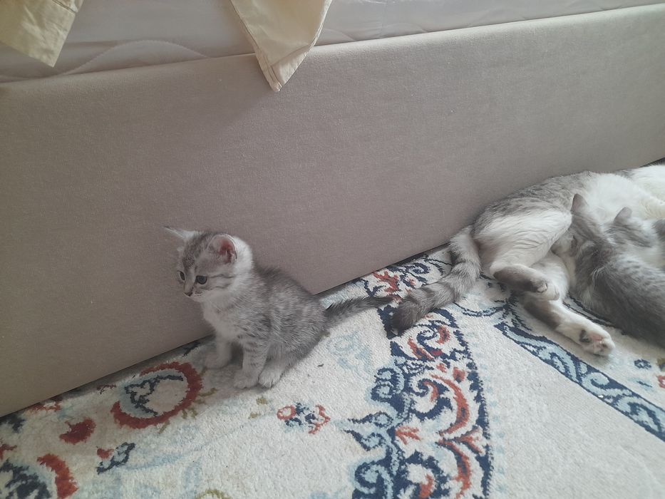 Котята продаётся