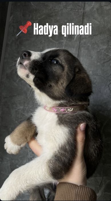 Hadiyaga kuchukchalar, Zoti aralash metis ,Nemis ovcharkasi  aralash