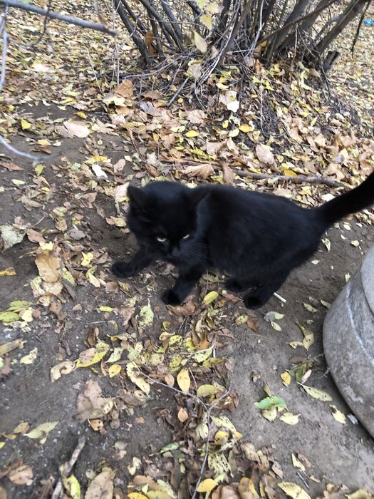 Котенок ищет себе хозяина . Срочно