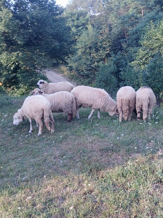 Vând șase noatine