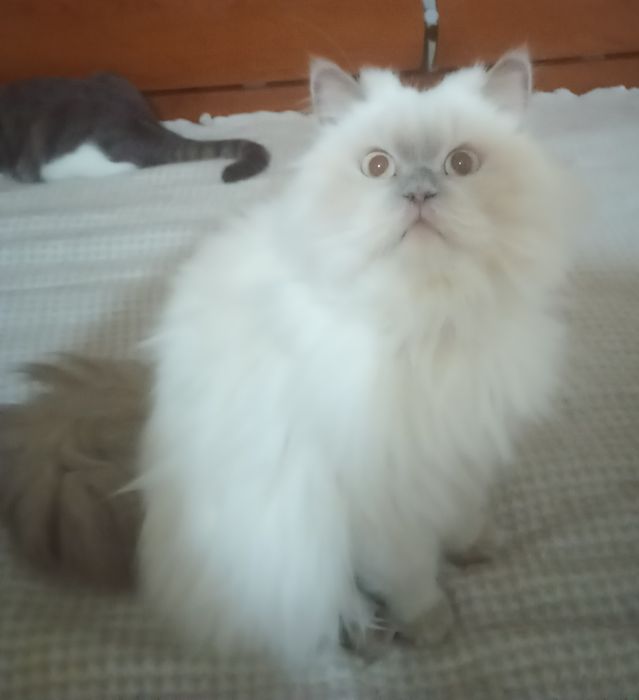 Очаровательная Бэль