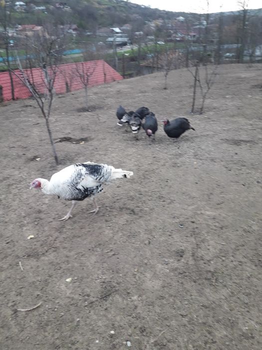 Vand curci și curcan