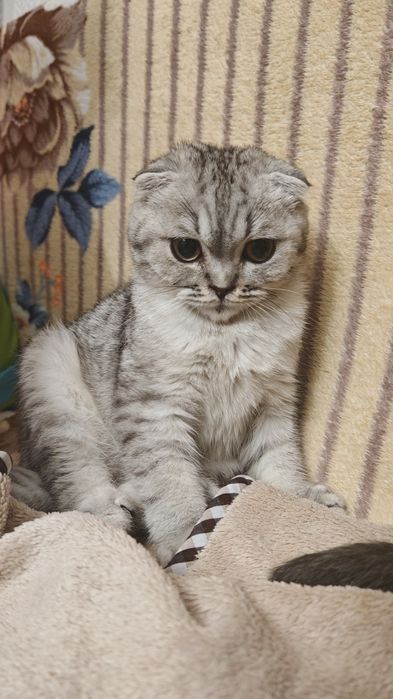 Котенок Скоттиш Фолд