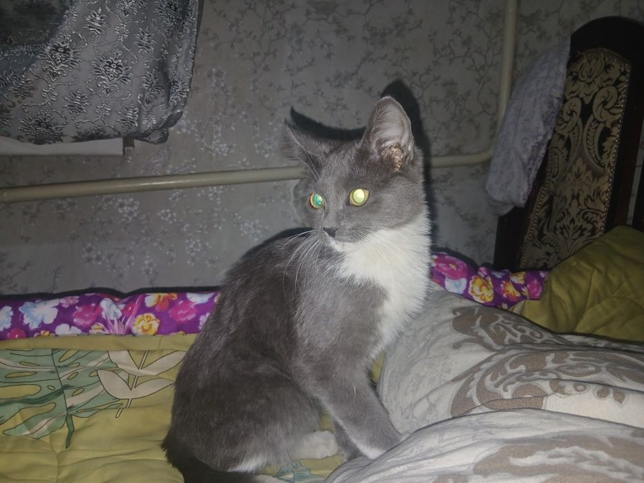 Котёнок полупородистый  британец