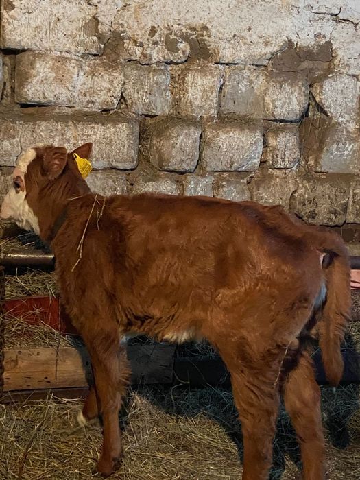 Продаём корову с теленком