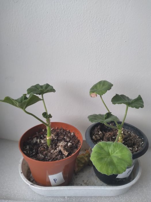 Продам комнатные цветы